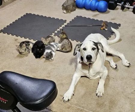 Kelly Veterinary Clinic