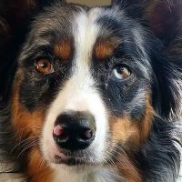 Adrian Animal Clinic ico