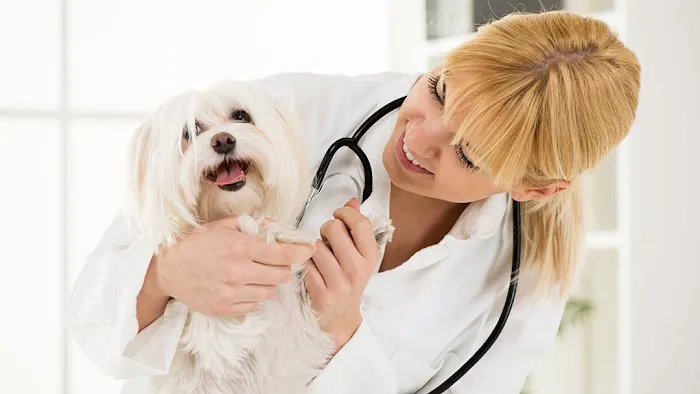 Main Veterinary Pc has joined Adrian Animal Clinic Picture 2