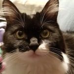 Main Veterinary Pc has joined Adrian Animal Clinic