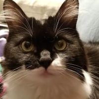Main Veterinary Pc has joined Adrian Animal Clinic ico
