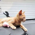 Blissfield Veterinary Services