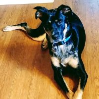 Northside Veterinary Hospital ico