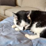 Indian Creek Veterinary Hospital: Reinholt Jill DVM