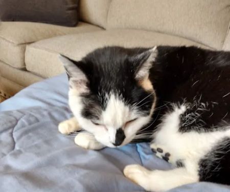 Indian Creek Veterinary Hospital: Reinholt Jill DVM