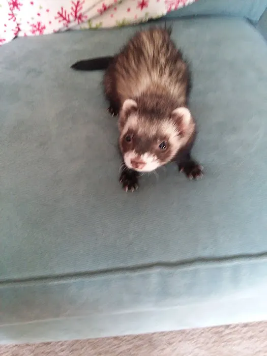 Indian Creek Veterinary Hospital Picture 1