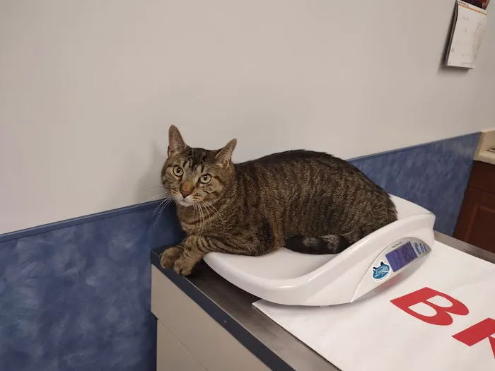 Indian Creek Veterinary Hospital Picture 4