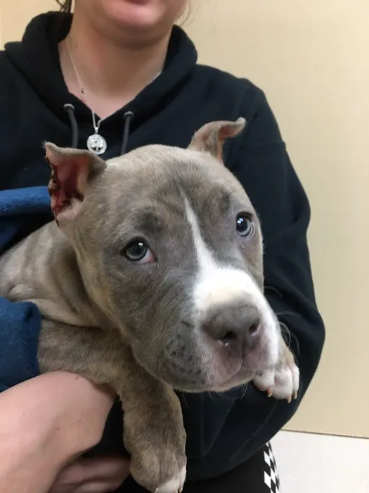 Southway Animal Hospital Picture 4