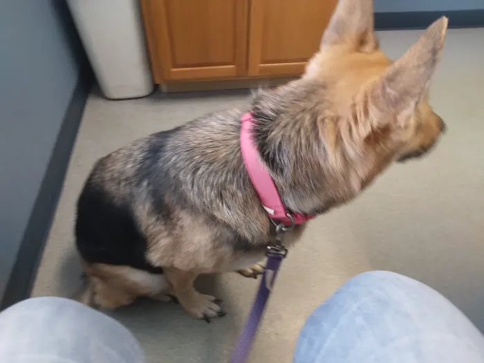 Southway Animal Hospital: Davis Beth DVM Picture 1