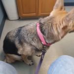 Southway Animal Hospital: Davis Beth DVM