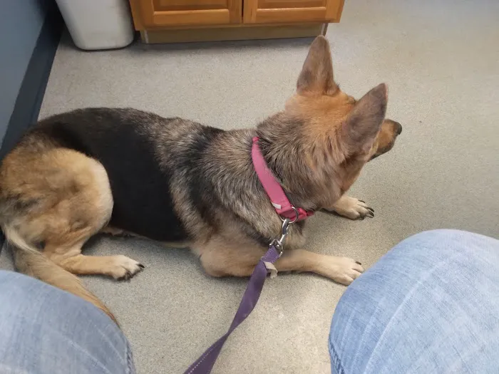 Southway Animal Hospital: Davis Beth DVM Picture 3