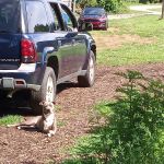Southeastern Pet Vacc
