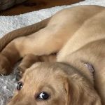 Banfield Pet Hospital
