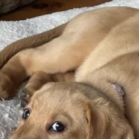 Banfield Pet Hospital ico