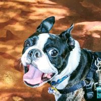 The Animal Hospital At Liberty Hwy ico