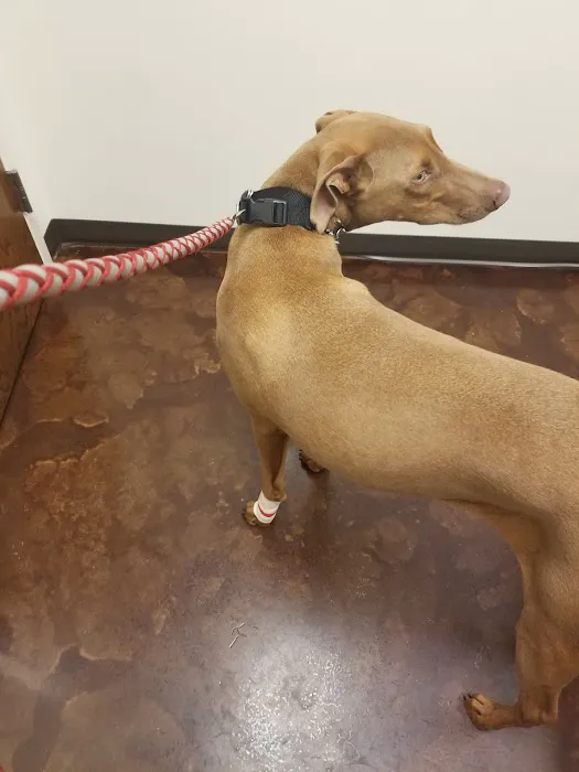 The Animal Hospital At Liberty Hwy Picture 3