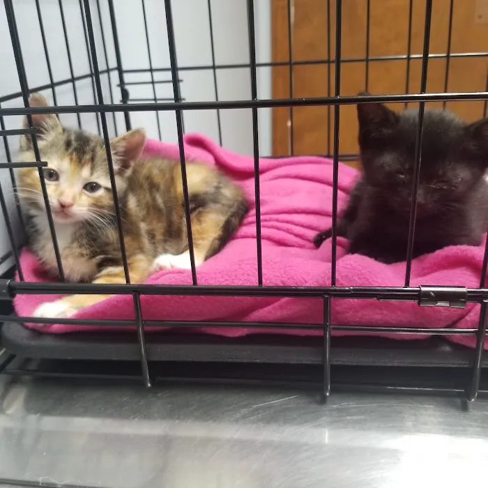Stringer Animal Hospital North Picture 7