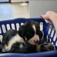 Stringer Animal Hospital North ico