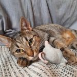Sandy Springs Veterinary Clinic