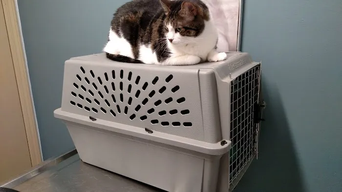 Easley Animal Hospital Picture 4