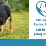 Easley Animal Hospital