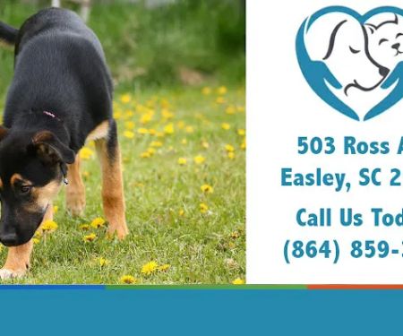 Easley Animal Hospital