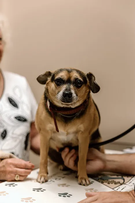 Southern Trail Animal Clinic Picture 8