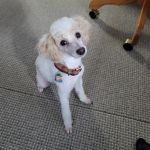 Foothills Animal Hospital
