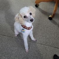 Foothills Animal Hospital ico