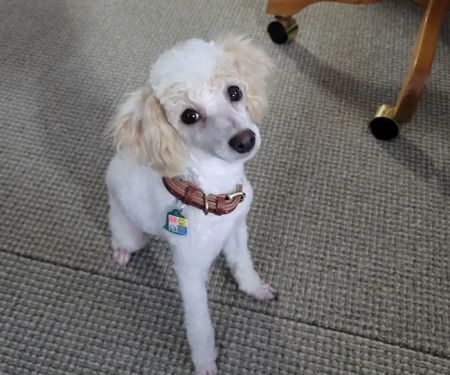 Foothills Animal Hospital