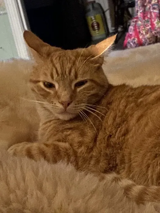 Foothills Animal Hospital Picture 9