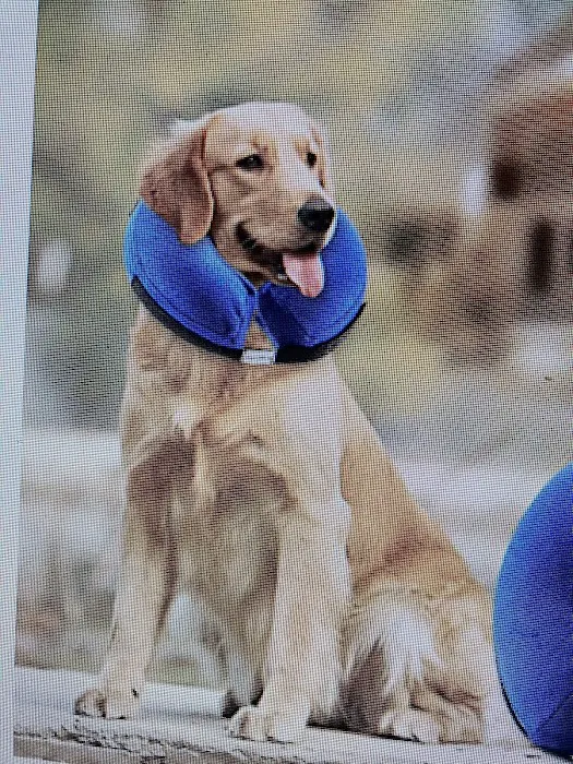 Mountain View Veterinary Services Picture 4