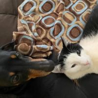 Magley Clemson Animal Hospital ico