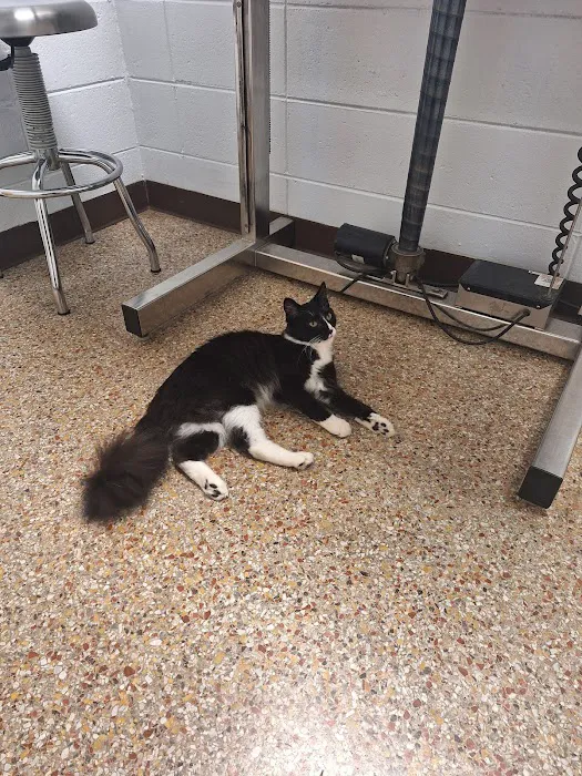 Magley Clemson Animal Hospital Picture 6