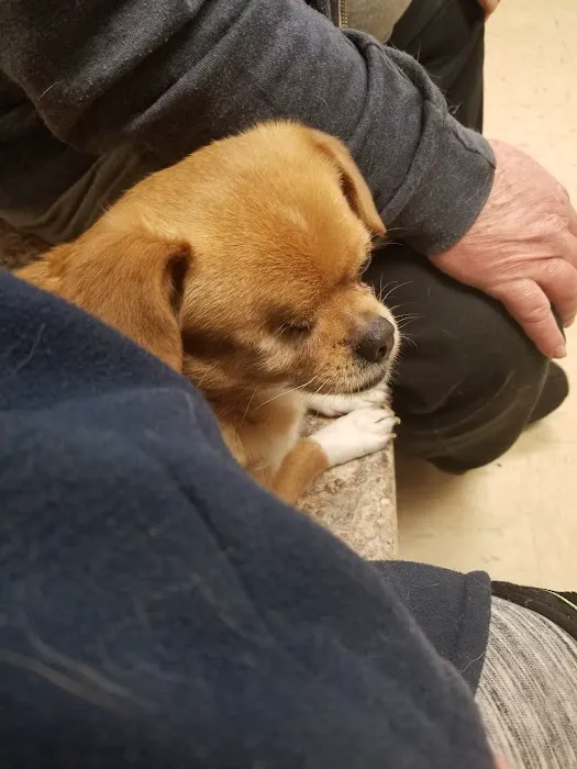 Magley Clemson Animal Hospital Picture 8