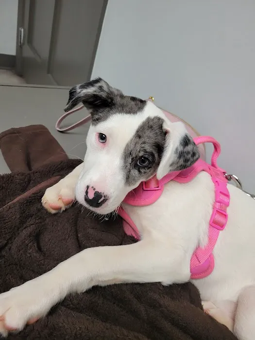 Pickens Animal Hospital Picture 2