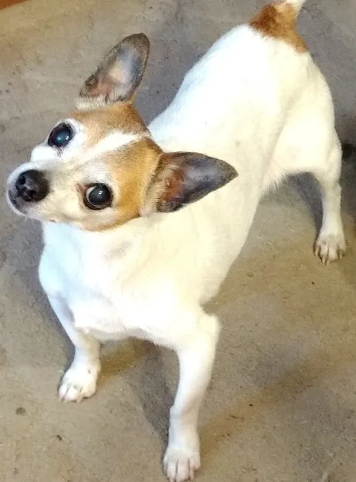 Pickens Animal Hospital Picture 1