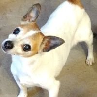 Pickens Animal Hospital ico