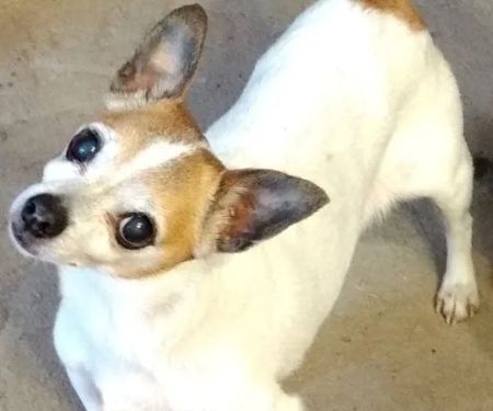 Pickens Animal Hospital