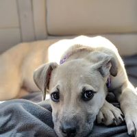 Pet-Vac Animal Hospital ico