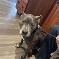 Endeavour Veterinary Group ico