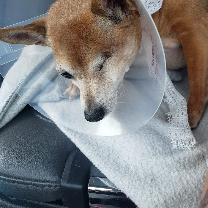Van Crest Animal Hospital Picture 4