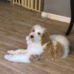 Van Crest Animal Hospital