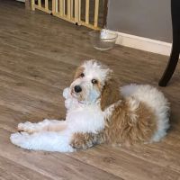 Van Crest Animal Hospital ico