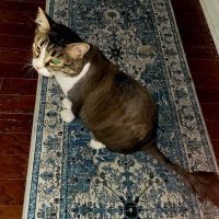 St Andrews Animal Clinic ico