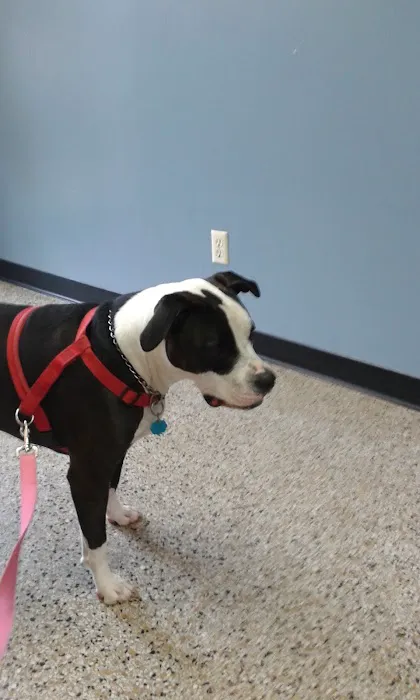 St Andrews Animal Clinic Picture 4