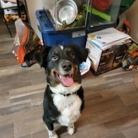 Battle Animal Care Clinic ico