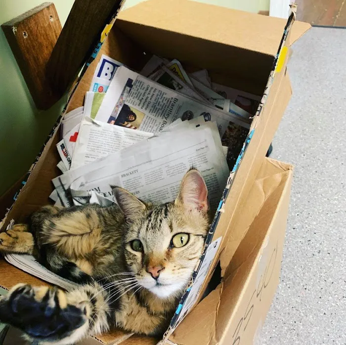 Cornerstone Animal Hospital Picture 9