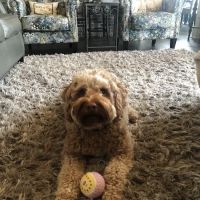 Cornerstone Animal Hospital ico