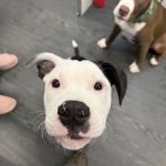 Primary Veterinary Care
